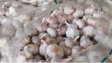 High-quality dried white pueple organic black garlic