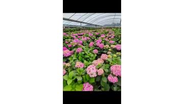 Wholesale Fresh Cut Flower Light Pink Single Hydrangea High Quality Bulk Flowers for Wedding Decor