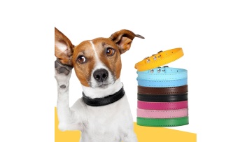 leather dog collar luxury