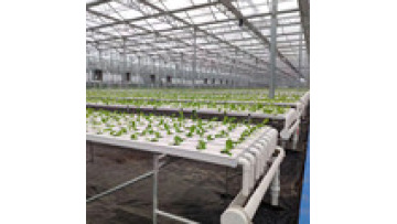NFT Hydroponic Growing Systems for Strawberries and Tomatoes1