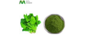 Good Price Spinach Powder in Bulk1