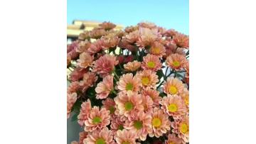 Spray chrysanthemum Aizhibin