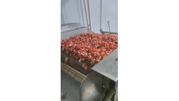 IQF lobster tail by spiral freezer