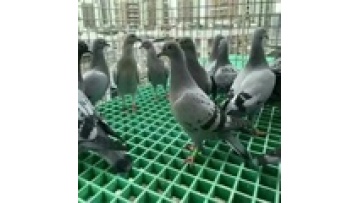 Fiberglass Walkway Grating for Pigeon Lofts and Animal Enclosures1