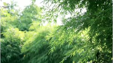 Fresh Harvest Sweet Dragon Bamboo Shoots | Original Planting Base in Pu'er,Yunnan