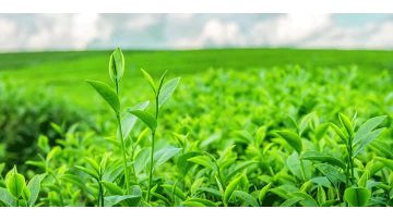 Xian Sentian Biotechnology Co., Ltd.