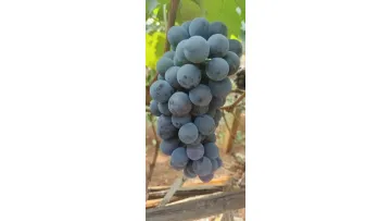 Green Red Global Grapes Fresh Sweet Juicy Fruits Sunshine Muscat1