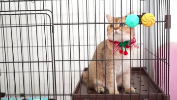 air freshener for cat