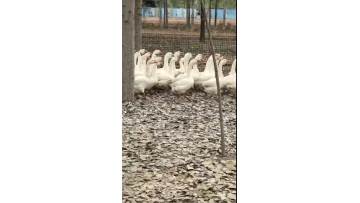 our goose to be sold out
