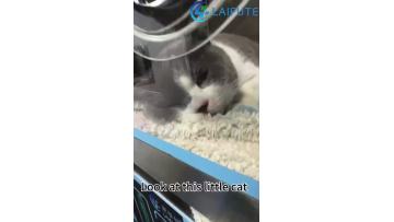 Clinical application of kitten heart disease and pulmonary edema in ICU