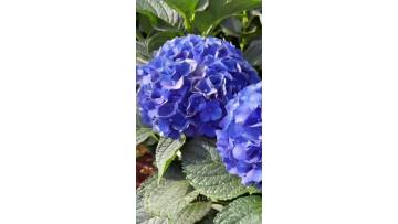 Deep Blue Hydrangea whole directly from farm