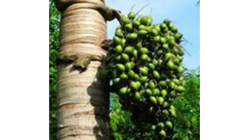 Betel nut softening