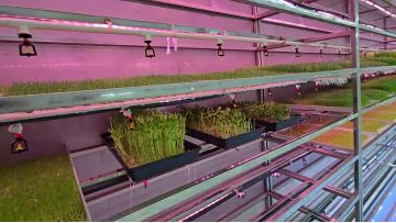 Video of the interior of a container for sprouts or forage