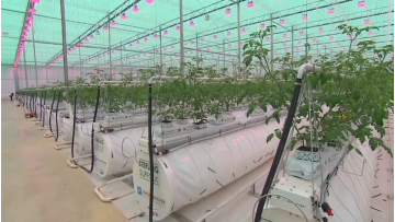 China Supplier Commercial Used Strawberry Tomato Hydroponics PC Greenhouse for Sale1