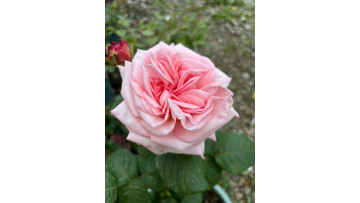 Pink O'Hara Rose Wholesale