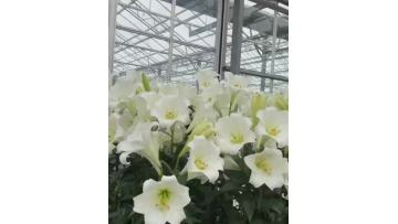 White Trumpet  Easter Lily