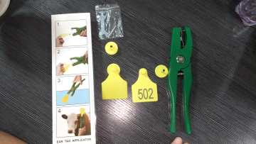various animals ear tags 4 colors numbered and blank plastic ear tags for cows and calves1