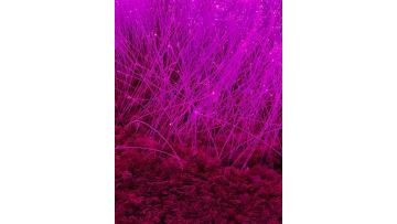 fiber optic grass lights