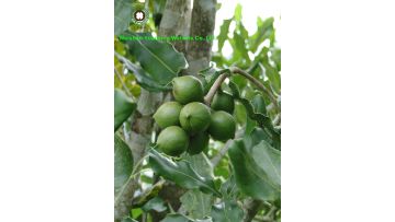 the trees in the growing region of Macadamia nuts 