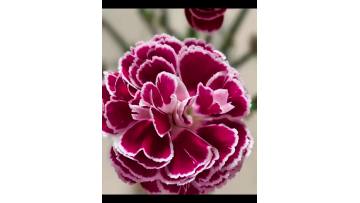 Spray carnation Butterfly