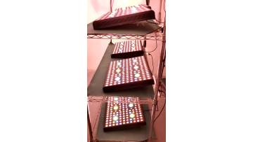 Aglex COB 3000w led grow light.mp4