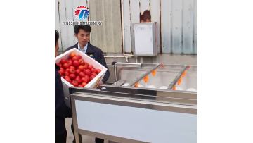 TS-M100 fruit and vegetable washing machine
