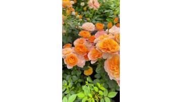 Orange Terrace Rose Greenhouse