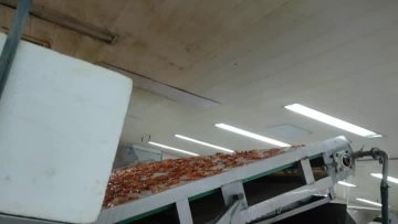 Cooked shrimp sorting processing machine