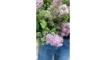 Fresh Cut Flowers Pink Sorbaria Sorbifolia False Spiraea For Wedding Decoration And Bridal Bouquets