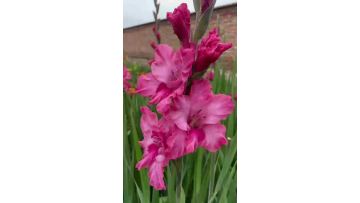 Fresh Cut Purple Cloud Gladiolus Flowers (Lavender Purple Gladiolus)