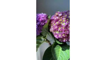 Wholesale Double Purple Hydrangea Fresh Cut Flowers for wedding