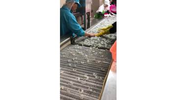 shrimp meat distributing for freezing by spiral