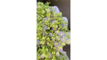 Bulk Fresh Purple lace Flower for Florist and Event Design