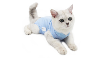 pet clothing