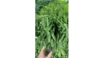 Fresh Cut Quaking grass for Bouquets