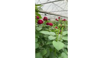 Red Lace Spray Rose