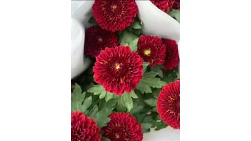 Red Ping pong chrysanthemum