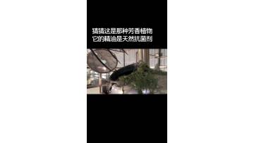 Steam distillation equiment