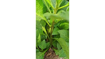 Belladonna Leaf and Stem Development Close-Up