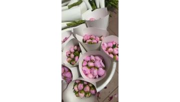 Paeonia lactiflora 'Sarah Bernhardt' Classic Blush Pink Peonies With Grand Double-Petal Elegance