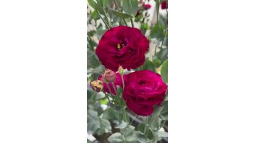 High Quality Burgundy Double Lisianthus Flower Fresh Cut Flowers for Bouquet
