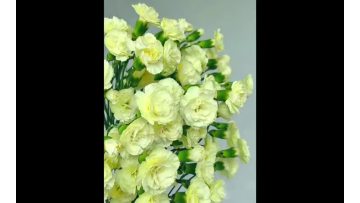 Spray carnation Imagination