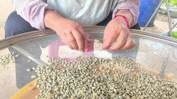 Hand sorting coffee beans