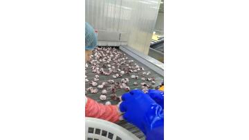 Impact tunnel belt freezer for IQF baby octopus