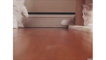 pet toys