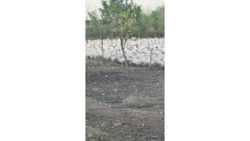our green farm