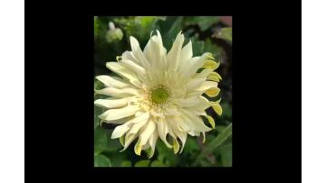 Shangri-La Gerbera