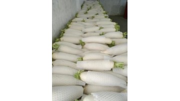 radish factory2