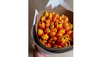 Fresh cut orange tulip