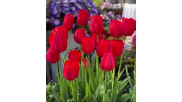 Fresh cut Banner Red Tulip
